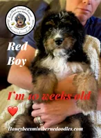 Gracie’s Tricolor Red Boy, a male Miniature Bernedoodle for sale in Brighton, CO – 7 of 10