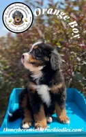 Aela’s Orange Boy, a male Miniature Bernedoodle for sale in Brighton, CO – 7 of 9