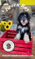 Green Boy (Willow’s), a male Bernedoodle for sale in Brighton, CO – 2 of 10