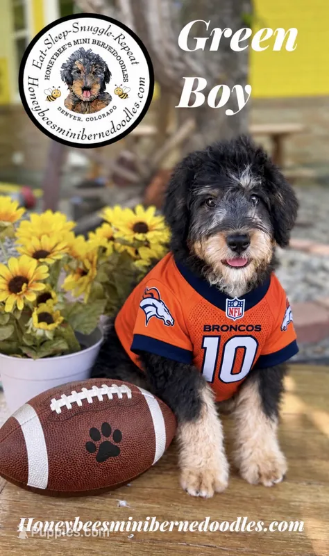 Green Boy (Willow’s) – Bernedoodle puppy for sale in Brighton, CO