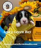 Aela’s Green Boy , a male Miniature Bernedoodle for sale in Brighton, CO – 3 of 6