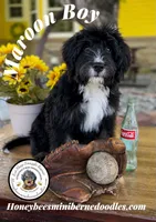 Maroon Boy (Aela’s), a male Bernedoodle for sale in Brighton, CO – 3 of 10