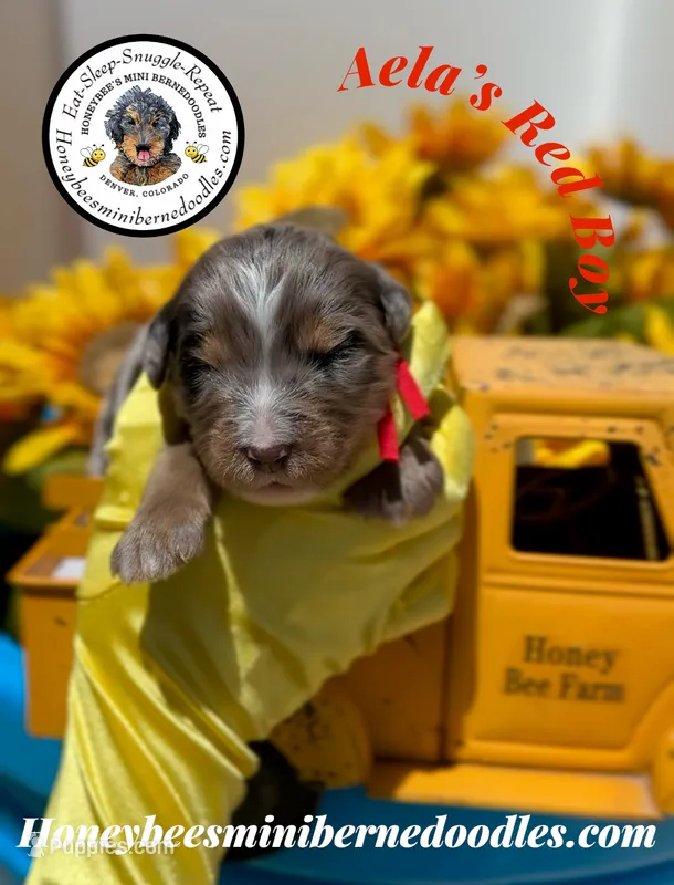 Aela’s Red Boy – Miniature Bernedoodle puppy for sale in Brighton, CO