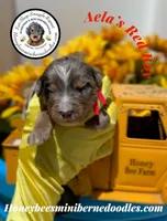 Aela’s Red Boy, a male Miniature Bernedoodle for sale in Brighton, CO – 1 of 5