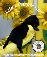 Purple Girl (Aela’s), a female Bernedoodle for sale in Brighton, CO – 4 of 6