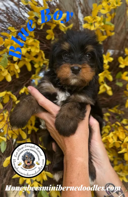 Aela’s Blue Boy – Miniature Bernedoodle puppy for sale in Brighton, CO