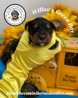 Willow’s Green Boy , a male Miniature Bernedoodle for sale in Brighton, CO – 2 of 5