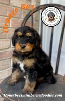 Orange Boy (Willow’s), a male Bernedoodle for sale in Brighton, CO – 4 of 5