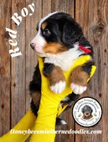 Juni’s Red Boy, a male Miniature Bernedoodle for sale in Brighton, CO – 3 of 9