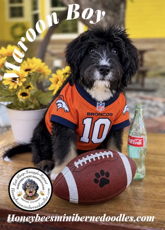 Maroon Boy (Aela’s) – Bernedoodle puppy for sale in Brighton, CO