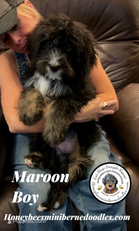 Maroon Boy (Aela’s) – Bernedoodle puppy for sale in Brighton, CO