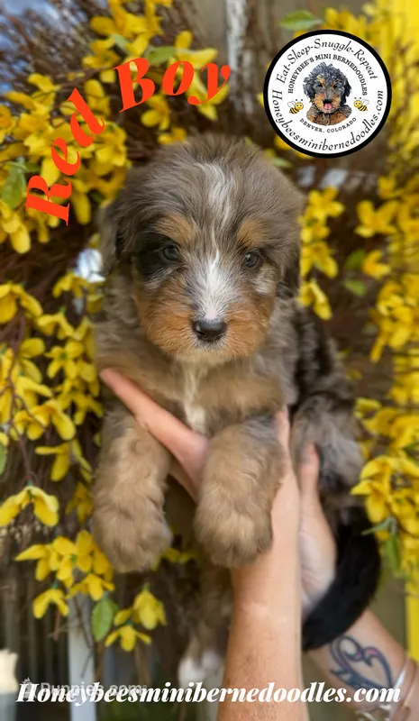 Aela’s Red Boy – Miniature Bernedoodle puppy for sale in Brighton, CO