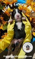 Aela’s Green Boy , a male Miniature Bernedoodle for sale in Brighton, CO – 4 of 6