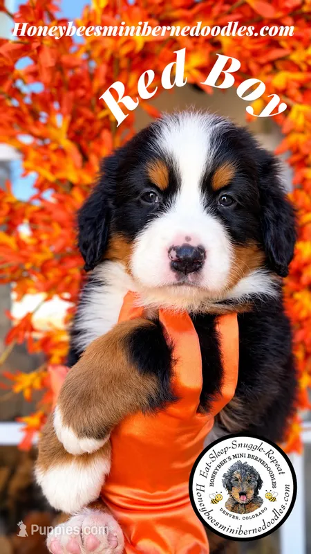 Juni’s Red Boy – Miniature Bernedoodle puppy for sale in Brighton, CO