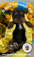 Willow’s Orange Boy, a male Miniature Bernedoodle for sale in Brighton, CO – 3 of 5