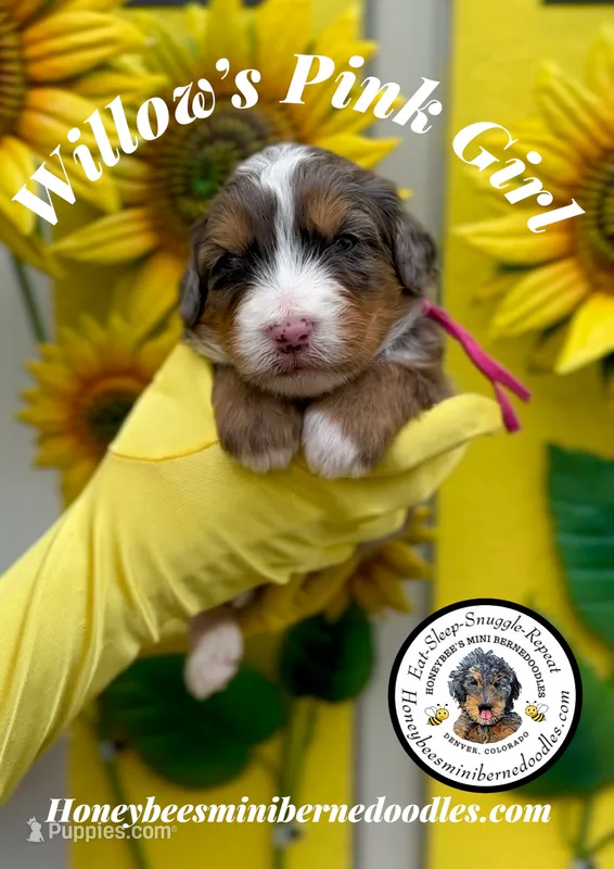 Willow’s Pink Girl  – Miniature Bernedoodle puppy for sale in Brighton, CO