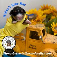 Willow’s Blue Boy , a male Miniature Bernedoodle for sale in Brighton, CO – 1 of 5