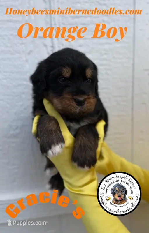 Gracie’s Orange Boy  – Bernedoodle puppy for sale in Brighton, CO