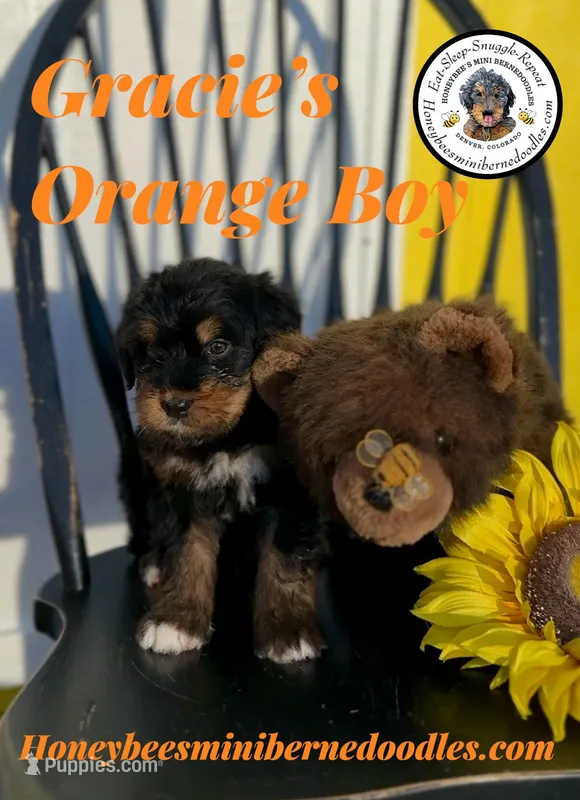 Gracie’s Orange Boy  – Bernedoodle puppy for sale in Brighton, CO