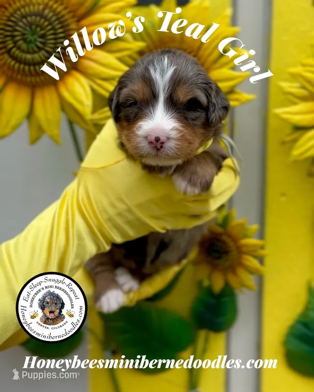Willow’s Teal Girl  – Miniature Bernedoodle puppy for sale in Brighton, CO