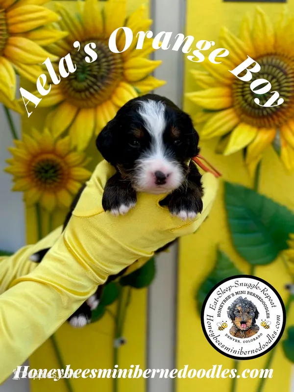 Aela’s Orange Boy – Miniature Bernedoodle puppy for sale in Brighton, CO