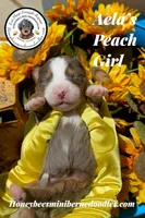 Aela’s Peach Girl , a female Miniature Bernedoodle for sale in Brighton, CO – 4 of 6