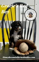 Gracie’s Red Boy, a male Bernedoodle for sale in Brighton, CO – Photo 7 of 10