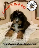 Gracie’s Red Boy, a male Bernedoodle for sale in Brighton, CO – 2 of 10