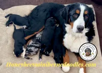 Gracie’s Red Boy, a male Bernedoodle for sale in Brighton, CO – Photo 10 of 10