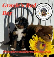 Gracie’s Red Boy, a male Bernedoodle for sale in Brighton, CO – Photo 1 of 10