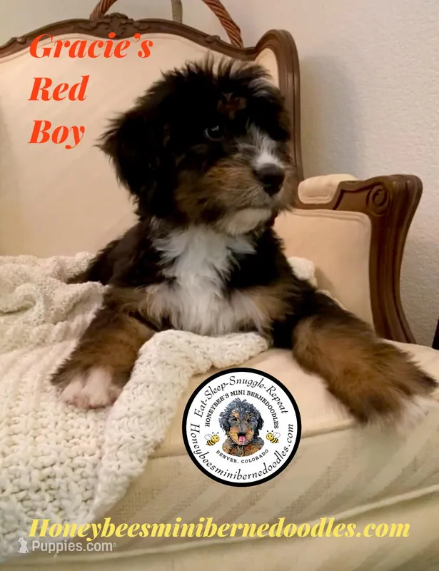 Gracie’s Red Boy – Bernedoodle puppy for sale in Brighton, CO