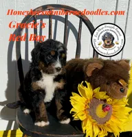Gracie’s Red Boy, a male Bernedoodle for sale in Brighton, CO – Photo 4 of 10