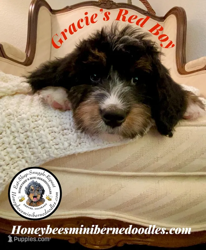 Gracie’s Red Boy – Bernedoodle puppy for sale in Brighton, CO