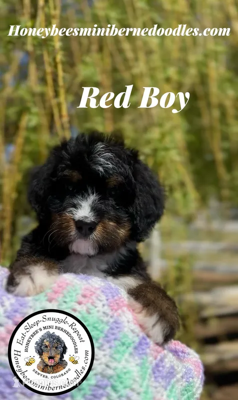 Gracie’s Red Boy – Bernedoodle puppy for sale in Brighton, CO