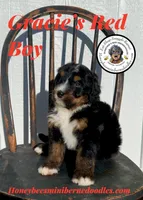 Gracie’s Red Boy, a male Bernedoodle for sale in Brighton, CO – Photo 7 of 10