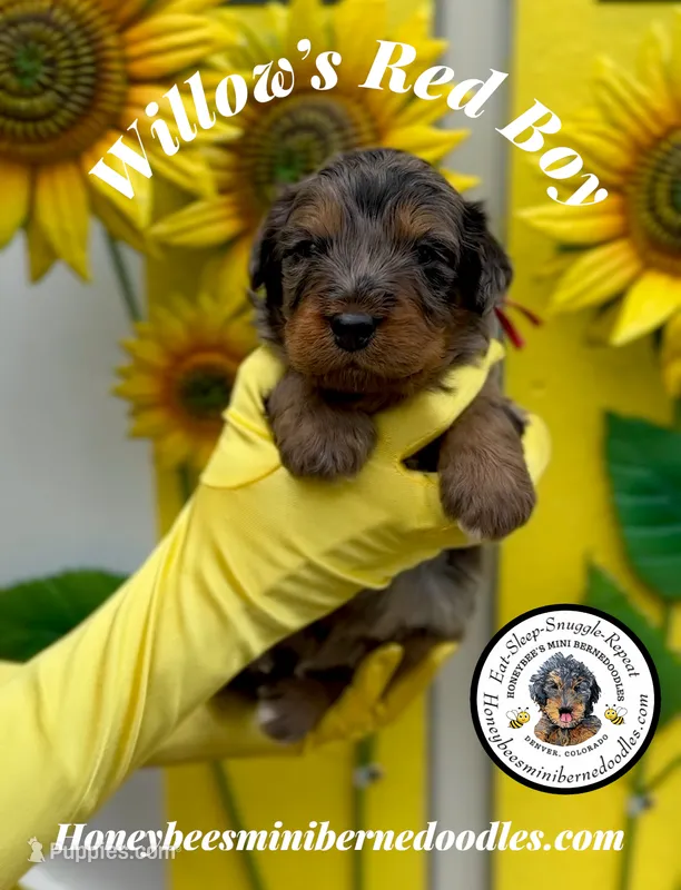Willow’s Red Boy  – Miniature Bernedoodle puppy for sale in Brighton, CO