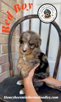 Red Boy (Aela’s), a male Bernedoodle for sale in Brighton, CO – 3 of 8