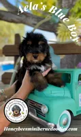 Aela’s Blue Boy, a male Miniature Bernedoodle for sale in Brighton, CO – 3 of 10