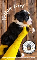 Juni’s Yellow Girl, a female Miniature Bernedoodle for sale in Brighton, CO – 3 of 9
