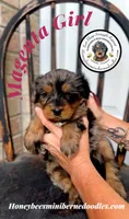 Magenta Girl (Willow’s), a female Bernedoodle for sale in Brighton, CO – 1 of 6