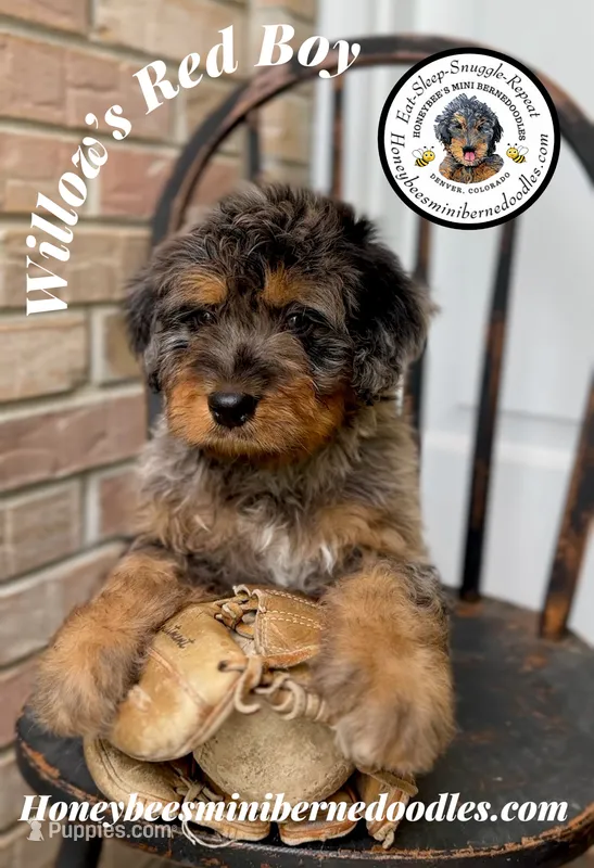 Willow’s Red Boy  – Miniature Bernedoodle puppy for sale in Brighton, CO