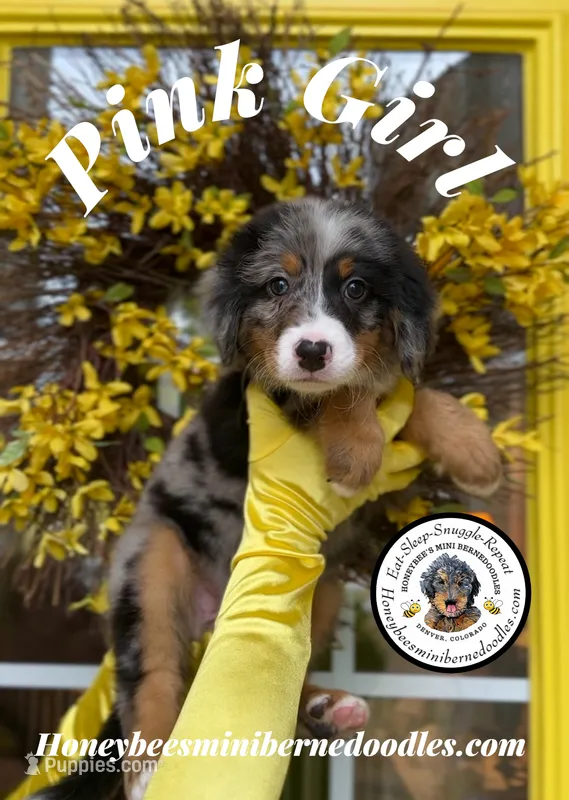 Pink Girl (Aela’s) – Bernedoodle puppy for sale in Brighton, CO