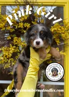 Pink Girl (Aela’s), a female Bernedoodle for sale in Brighton, CO – 5 of 10