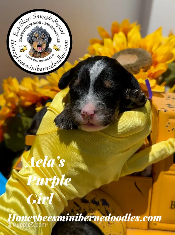 Aela’s Purple Girl  – Miniature Bernedoodle puppy for sale in Brighton, CO