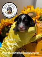 Aela’s Purple Girl , a female Miniature Bernedoodle for sale in Brighton, CO – 1 of 5