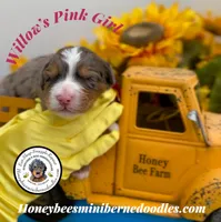 Willow’s Pink Girl , a female Miniature Bernedoodle for sale in Brighton, CO – 2 of 6