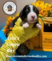 Aela’s Green Boy , a male Miniature Bernedoodle for sale in Brighton, CO – 1 of 6