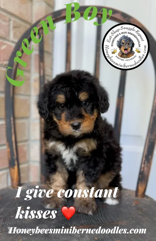 Willow’s Green Boy  – Miniature Bernedoodle puppy for sale in Brighton, CO