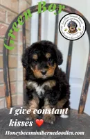 Willow’s Green Boy , a male Miniature Bernedoodle for sale in Brighton, CO – 1 of 10
