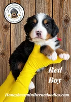 Juni’s Red Boy, a male Miniature Bernedoodle for sale in Brighton, CO – 4 of 9